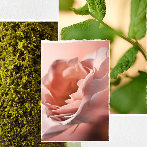 REVITALISANT HYDRATE SHEER - Soins capillaires | L'Oréal Partner Shop